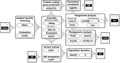 Genomic comparisons confirm Giardia duodenalis sub-assemblage AII as a unique species